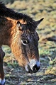 Mongolian Wild Horse 005 copyright Villayat Sunkmanitu